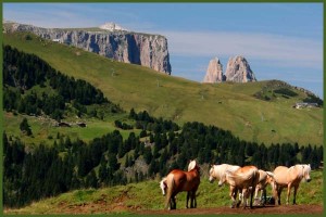 seiser_alm_sommer_4