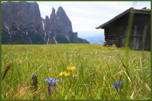 seiser_alm_sommer_7